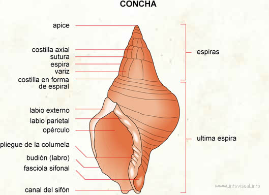 Concha (Diccionario visual)